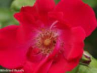 Rose Hanseat Foto Rusch