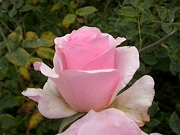 Rose Hawkeye Belle Foto Groenloof