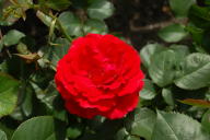 Rose Heckenfeuer Foto Wikipedia