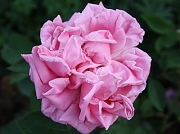 Rose Henric Coupe Foto Groenloof
