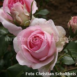 Rose Hermitage Foto Schultheis