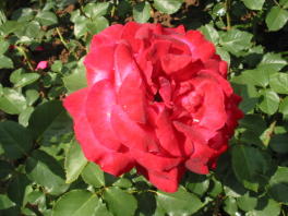 Rose Herzdame Dame de Coeur Foto  Brandt