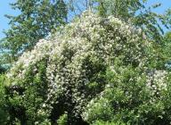 Rose Himalayan Musk Foto Brandt