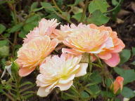 Rose Honey Bunch Foto Wikipedia