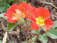 Rose Hotfire Foto Wikipedia