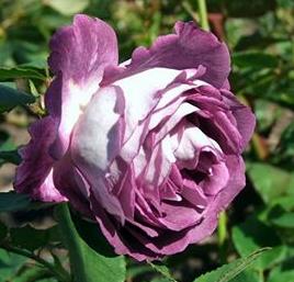 Rose Huddersfield Choral Society Foto Myroses