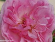 Rose Hyde Hall Foto Rusch