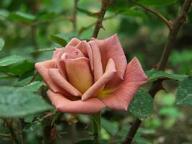 Rose Incognito Foto Myroses