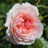 Inge`s Rose Foto Schultheis