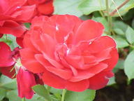 Rose Interama Foto Wikipedia