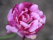 Rose Intrigue Foto Groenloof