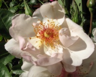 Rose Jacqueline du Pre Foto Brandt