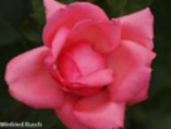 Rose James Bond Foto Rusch