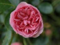 Rose Jardins des Valloires Foto Rusch
