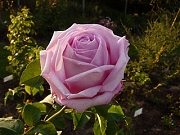 Rose J.B.M. Camm Foto Groenloof