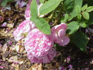 Moosrose Jean Bodin Foto Wikipedia