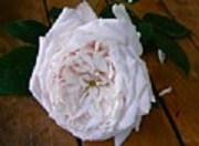Rose Jean Lafitte Foto Groenloof