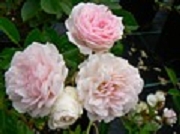 Rose Jeanny Soupert Foto Groenloof