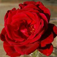Rose Johannes Brahms Foto Vierländer