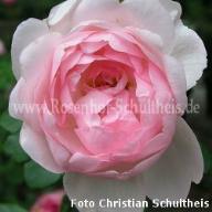 Rose Johannes Schultheis Foto Rosenhof Schultheis