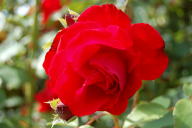 Rose Johannisfeuer Foto Wikipedia