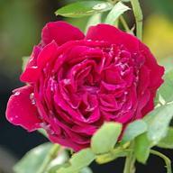 Rose Kaiser Wilhelm I Foto Vierländer Rosenhof
