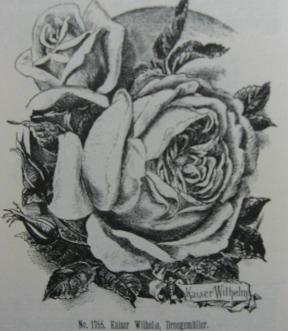 Rose Kaiser Wilhelm Foto Schultheis, Deutsches Rosenbuch