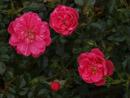 Rose Knrips Foto Rusch