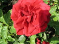 Rose Konrad Henkel Foto Brandt