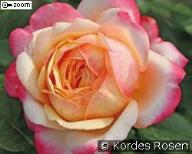 Rose Jubilee Foto  Kordes