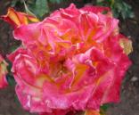 Rose La Vie en Rose Floribunda Kameyama 1990 Foto Wolfgang Brandt