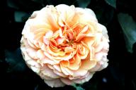 Rose La Villa Cotta Foto Roesch