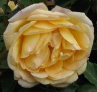 Rose Lady of Shalott Foto Brandt