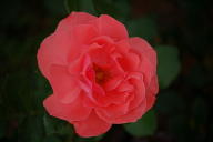 Rose Lapponia Foto Wikipedia