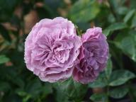 Rose Lavender Ice Foto Myroses