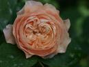 Rose Leander Foto Rusch