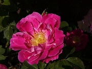 Rose Lebhaft Pink Foto Groenloof