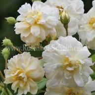 Rose Lemon Rambler Foto Schultheis