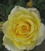 Rose Lemon Yellow Foto Brandt
