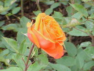Rose Lena Foto Wikipdia