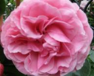 Rose Leonardo da Vinci Foto Brandt
