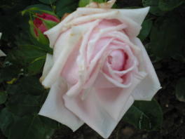 Rose Leonie Lambert Foto Wolfgang Brandt