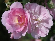 Rose Lilac Blush  Foto Groenloof