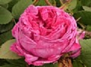 Rose Louise Verger  Foto Groenloof