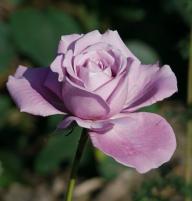 Rose Lugdunum Foto Myroses