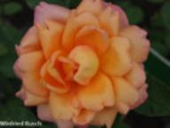 Rose Lumen Foto Rusch