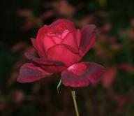 Rose Nachtfalter Foto Myroses