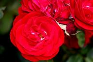 Rose Nebuleuse Foto Rösch