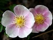 Rose Nellyn Tytaer Foto Groenloof