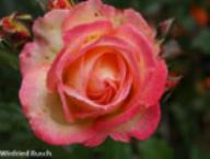 Rose Nina Nadine Foto Rusch